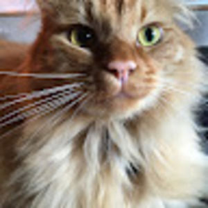 Meet your Posher, Eve